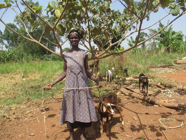 Ezekia with her goats standing under a tree